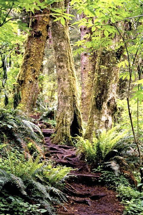 Cascade Head Old Growth Timber Oregon Coast Rain Forest Trees