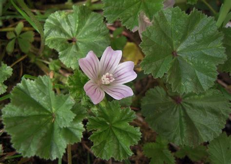 Common Mallow A Wild Edible Often Found In Lawns Eat The Planet