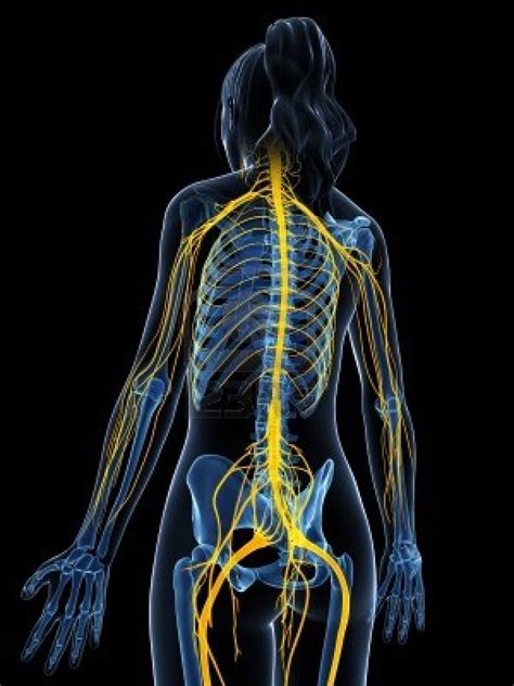 The cell body is located in either the brain or spinal cord and projects directly to a skeletal muscle. peripheral nerves | From the ground up