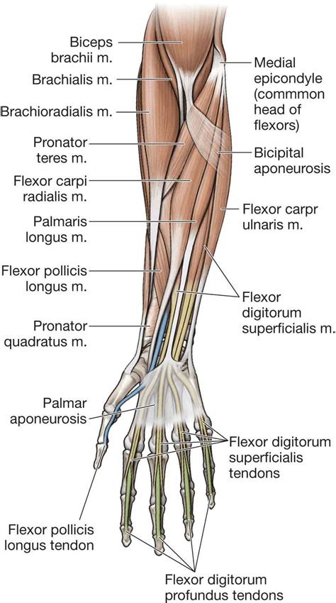 Dorsal Forearm Anatomy