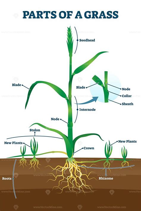 Parts Of Grass With Educational Labeled Structure Anatomy Vector