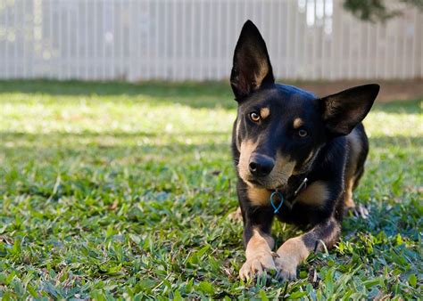 Your tan kelpie stock images are ready. 5 Things to Know About Australian Kelpies - Petful