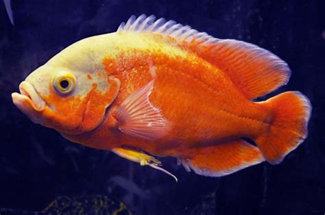 15 Popular Types Of Oscar Fish
