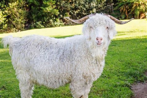 Angora Goat Stock Photo Image Of Cute Livestock Domesticated 151654790