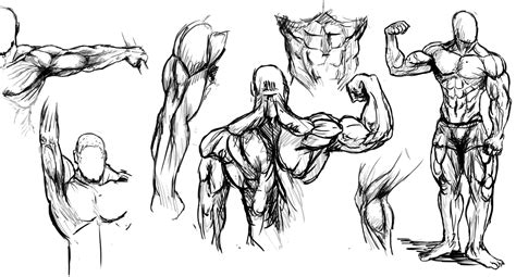 How To Draw Muscles Step By Step Anatomy People Free Online