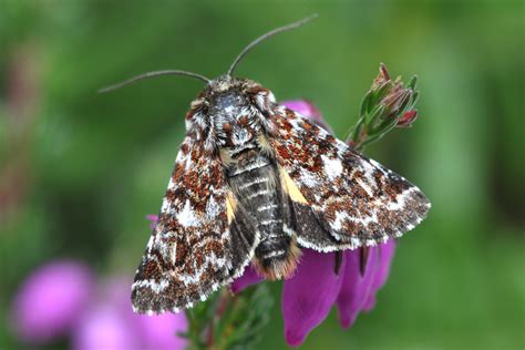 Beautiful Yellow Underwing