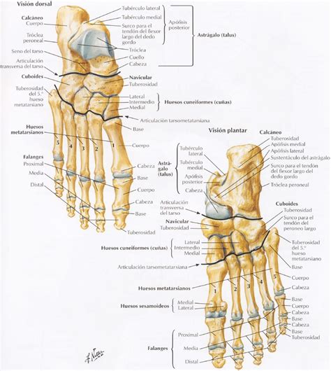 Osteología Miembro Inferior Kinesiología Para Estudiantes