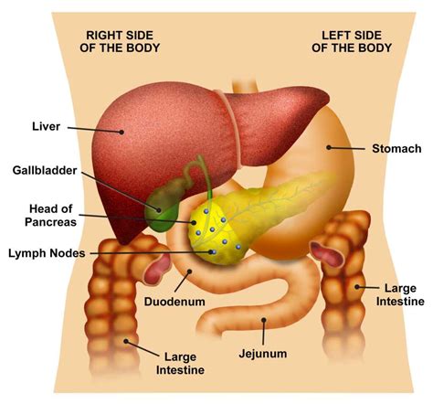 Gallbladder Pain Location Diagram - exatin.info