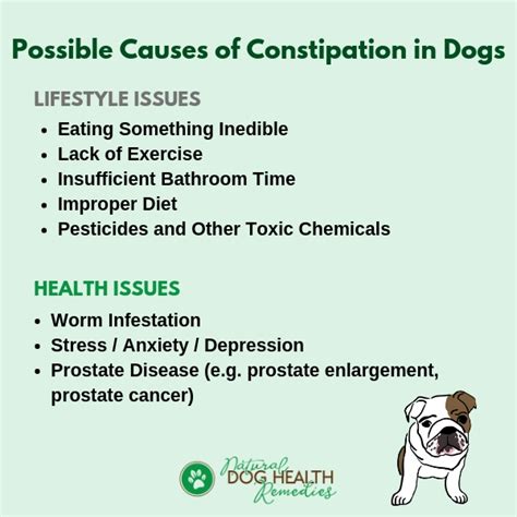 40 How To Help A Constipated Dog