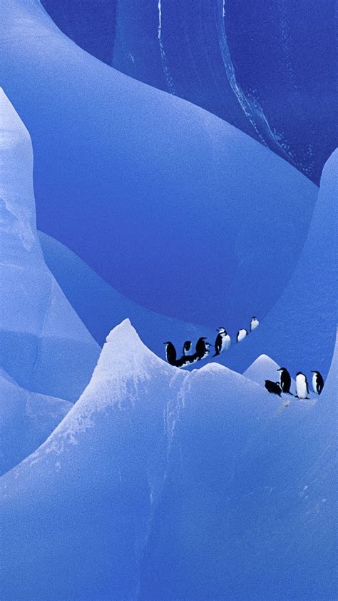 Chinstrap Penguins Group On Iceberg Pygoscelis Antarctica Antarctica