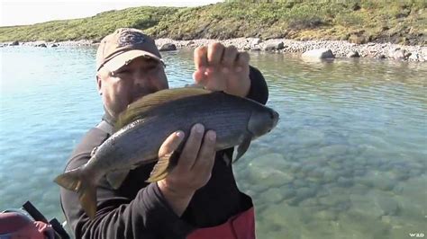 Stocked with fingerling cutthroat and lake trout. Fishing for Grayling on Great Bear Lake - YouTube