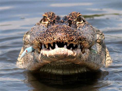 Additionally, several extinct species of alligator are known from fossil remains. Alligator Photos