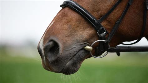 Horse Reins The Guide To Choosing The Right Ones For Your Horse