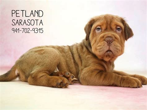 Did you scroll all this way to get facts about puppy hippo? Miniature Hippo-DOG-Male-Chocolate-2046053-Petland Sarasota