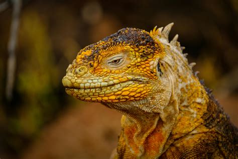 Dragon Lizard Head · Free Stock Photo