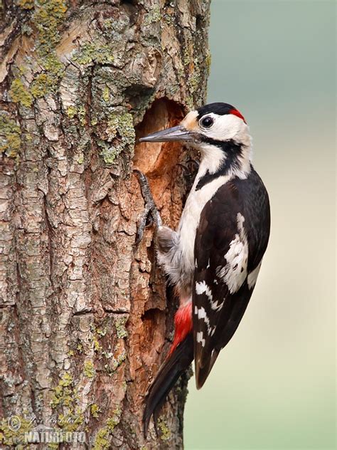 Dendrocopos Syriacus Pictures Syrian Woodpecker Images Nature