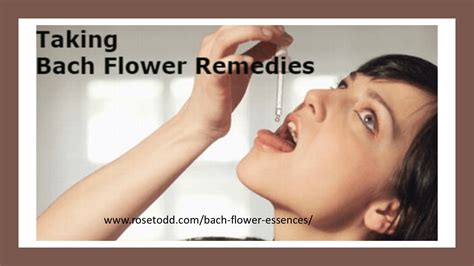 Are You Taking Bach Flower Remedies The Most Effective Way Rose Todd Law Of Attraction