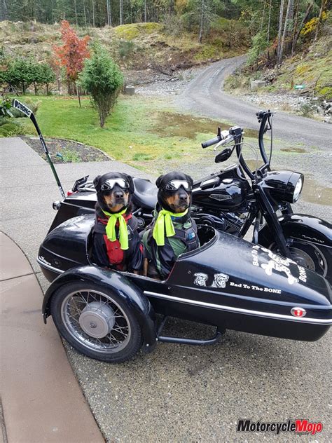 Motorcycle Sidecar Dog Training Motorcycle Mojo
