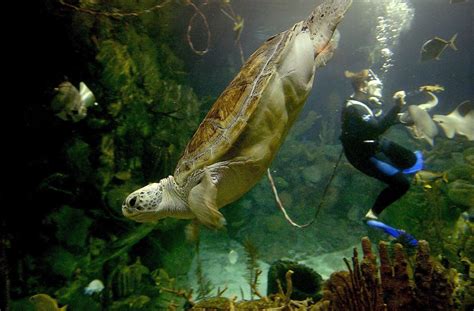 Turtles Tale Nickel The Shedd Aquariums Endangered Green Sea Turtle