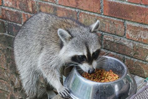 Distemper Cases Rise Among Californias Foxes Raccoons Skunks