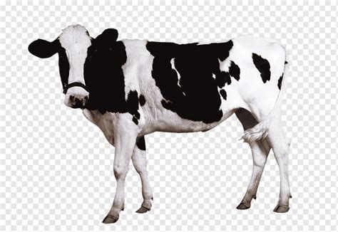 Holstein Friesian Sapi Susu Domba Sapi Perah Bulls Belanda Putih