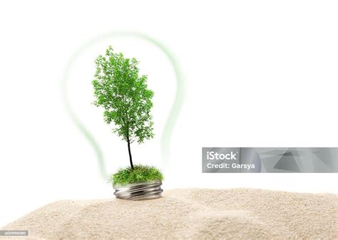 Green Ash Tree In Lamp On Sand Stock Photo Download Image Now Ash