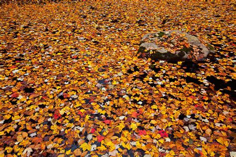 Rock In Autumn Pond Photograph By Irwin Barrett Fine Art America
