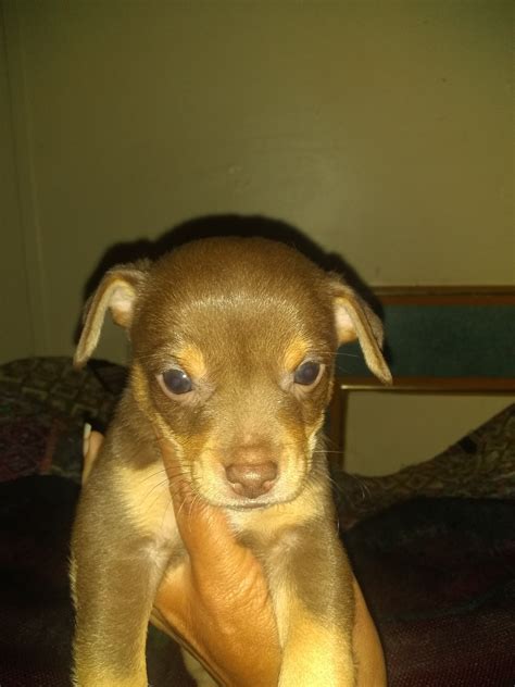 Chihuahua Puppies For Sale Lumberton Nc 311502