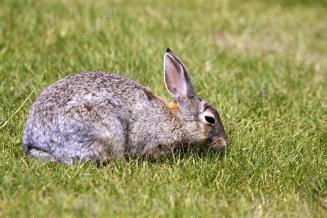 Cottontail Rabbit Eating — Stock Photo © Twildlife 5877278