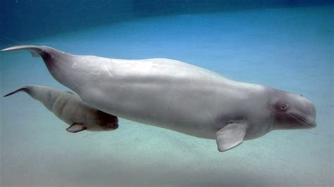 Beluga All About Whales