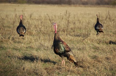 Nov 17, 2017 · wild turkeys are arboreal, meaning they roost in trees. How fast can wild turkeys run when they are scared?