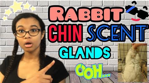 Rabbits Have Scent Glands Under Their Chin INFORMATION AND CLEANING