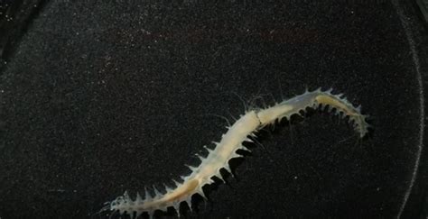 Tiny Fighting Worms Make One Of The Loudest Sounds In The Ocean Live