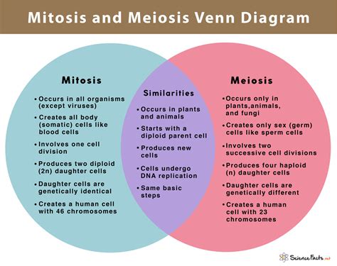 Mitosis V Meiosis Diagram