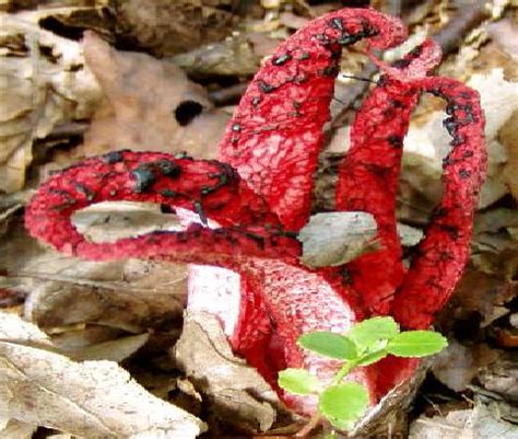 Difficile de la rater lorsque l'hiver s'est installé avec son manteau blanc, car la pézize règne avec sa couleur rouge. LE CHAMPIGNON DANS TOUTE SA SPLENDEUR - CHAMPIGNONS PASSION