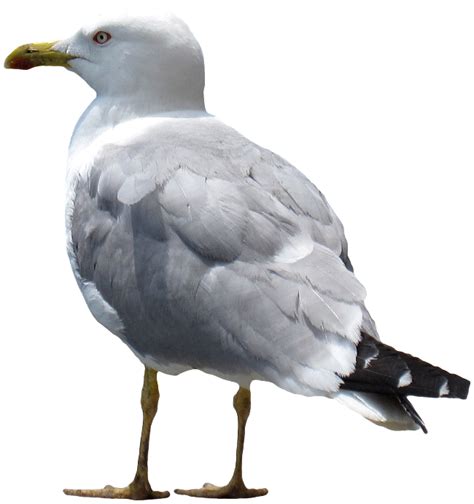 Gull Png Transparent Image Download Size 650x692px