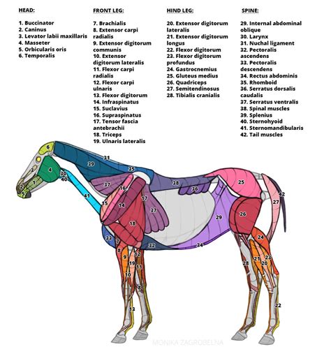 Horse Muscle Anatomy Sketch