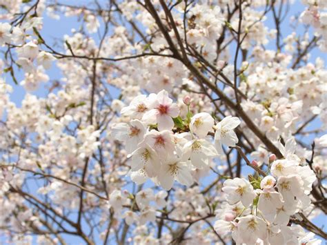 Hoa anh đào được biết đến như một biểu tượng của nhật bản. Hoa anh đào - biểu tượng của đất nước Nhật Bản - Japan.net.vn
