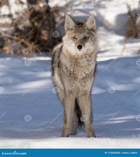 A Coyote In Winter In Banff Canada Stock Photo Image Of Nature