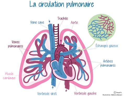La fibrose pulmonaire idiopathique est une maladie respiratoire mal connue mais extrêmement grave. Hypertension pulmonaire - RespiFIL - Filière de santé des ...