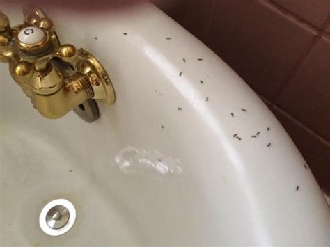 Ants In Bathroom Ants Eco Pest Control Perth