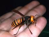 Pictures of Giant Wasp China