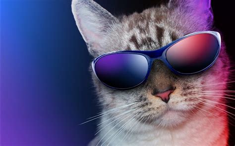 Cool Cat Sunglasses Humor Wallpapers Animals And Birds
