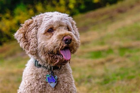 8 Best Cockapoo Haircuts For Your Doggo Pictures Included