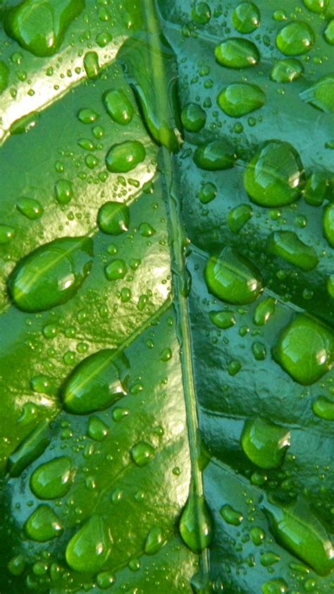 Free Download Hd 30 Raindrops Wallpaper Plants Nature Wallpapers Venera