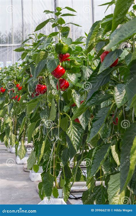 Growing Peppers In A Greenhouse Stock Photo Image Of Bright Food