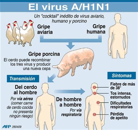 gripe porcina virus de la gripe a h1n1 bioero