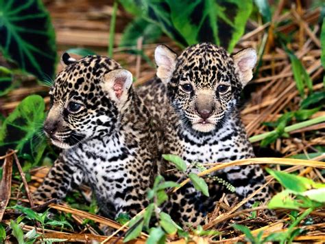 Animal Twins Arghh Cute Mecks Blog