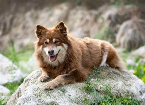 Finnish Lapphund Breed Guide Info Pictures Care And More Pet Keen