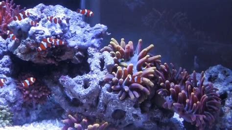 Clownfish And Anemone Dedicated Tank Youtube